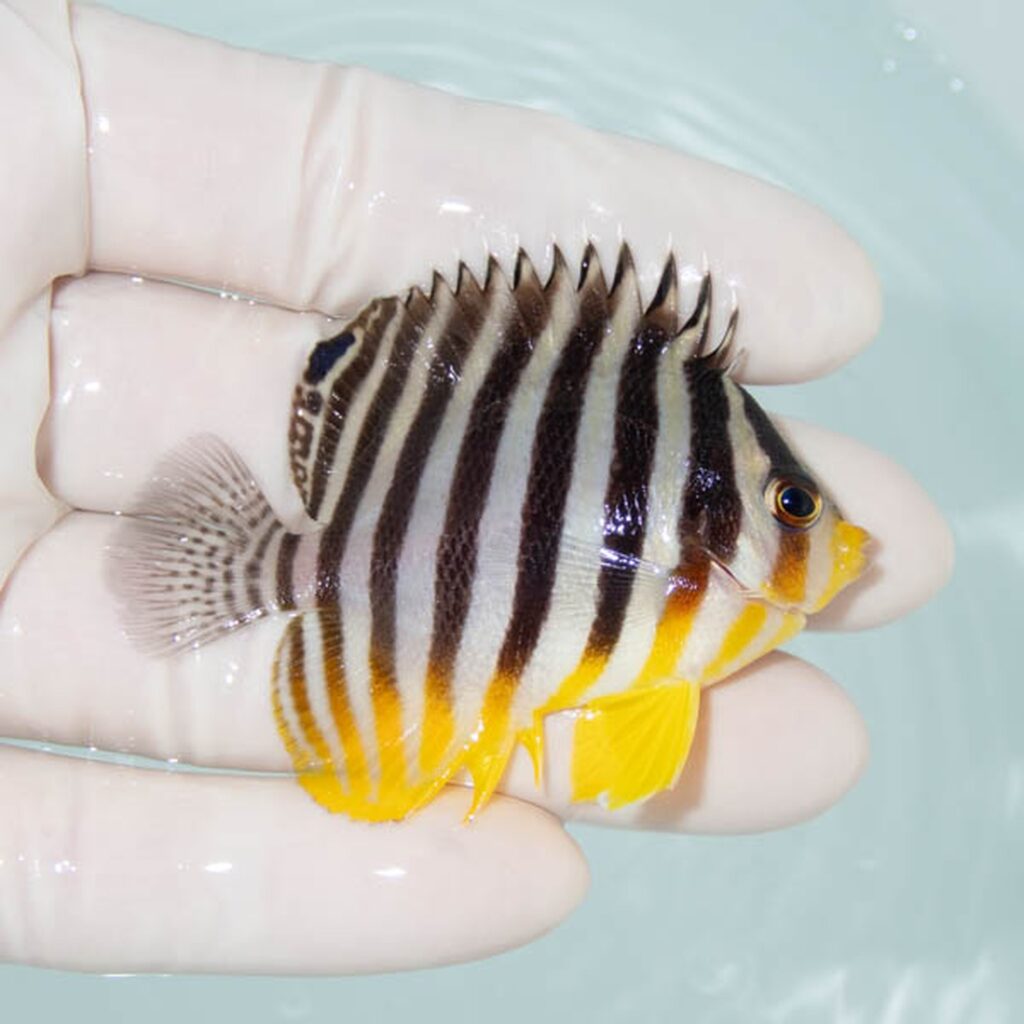 【現物306】シマヤッコ 6cm±! 海水魚 生体 15時までのご注文で当日発送