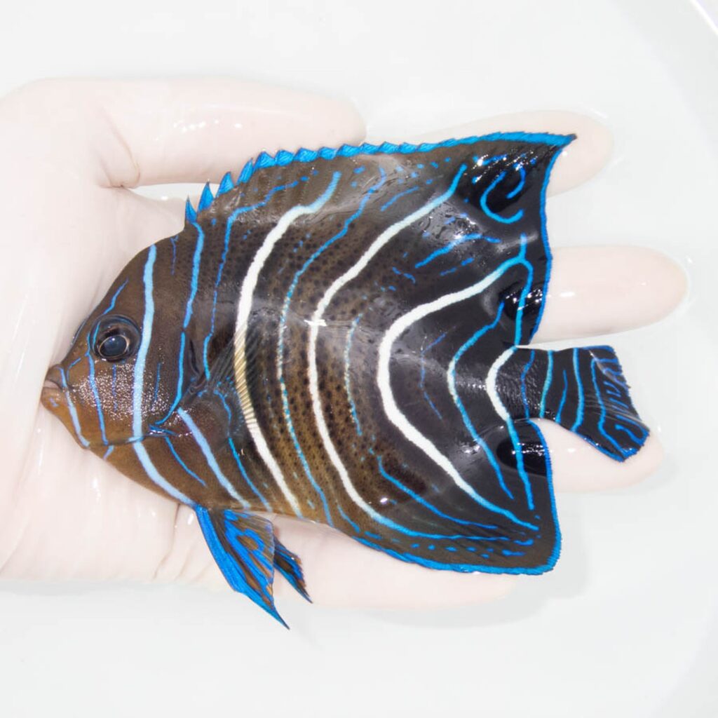 【現物341】サザナミヤッコ 12.5cm±!海水魚 ヤッコ 15時までのご注文で当日発送
