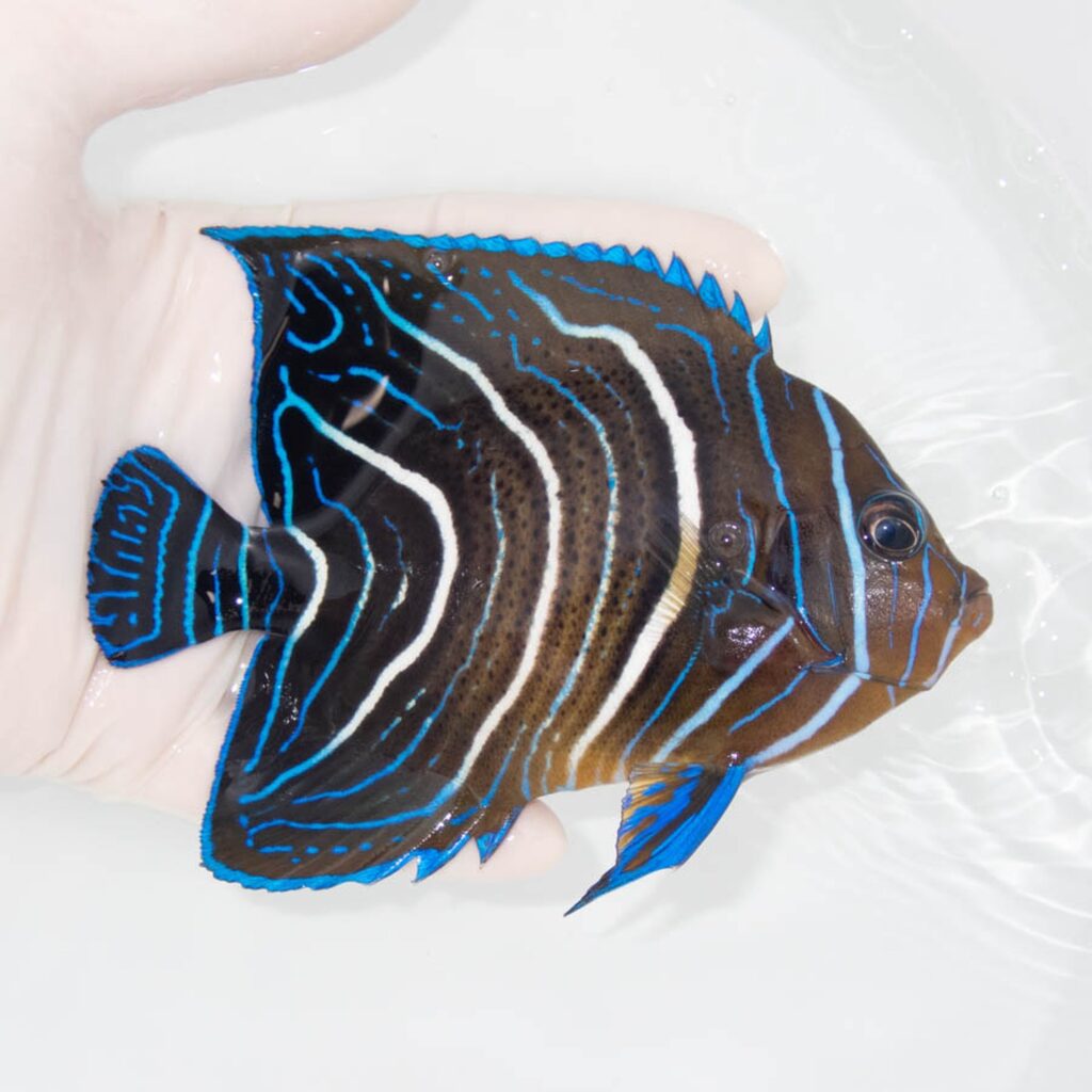 【現物341】サザナミヤッコ 12.5cm±!海水魚 ヤッコ 15時までのご注文で当日発送