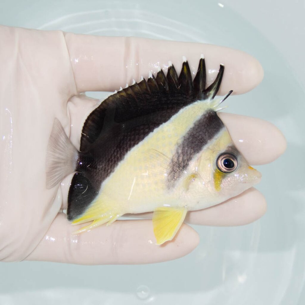【現物321】バーゲスバタフライ 8cm±! 海水魚 チョウチョウウオ 15時までのご注文で当日発送