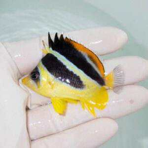 irm-9483-1-01cd3a92jpg - AQUAGIFT 用品ショップ