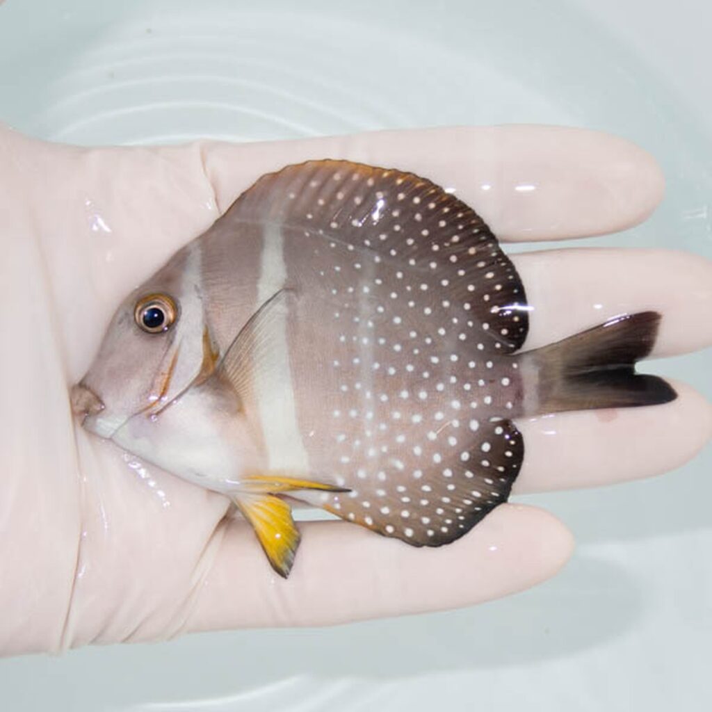 【現物308】ゴマニザ 9cm±! 海水魚 ハギ !15時までのご注文で当日発送【ハギ】