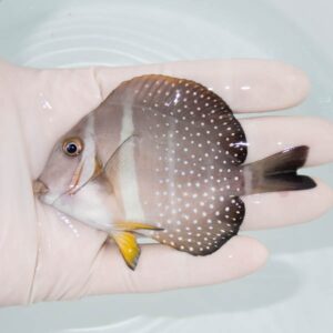【現物308】ゴマニザ 9cm±! 海水魚 ハギ !15時までのご注文で当日発送【ハギ】