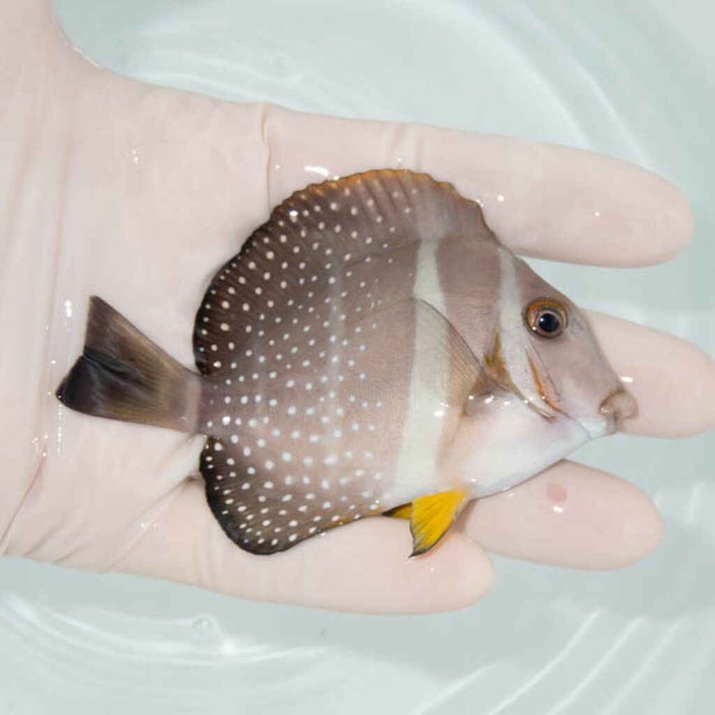 【現物308】ゴマニザ 9cm±! 海水魚 ハギ !15時までのご注文で当日発送【ハギ】