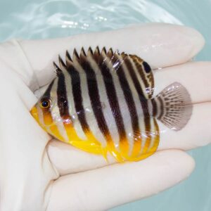 【現物229】シマヤッコ 6cm±! 海水魚 生体 15時までのご注文で当日発送