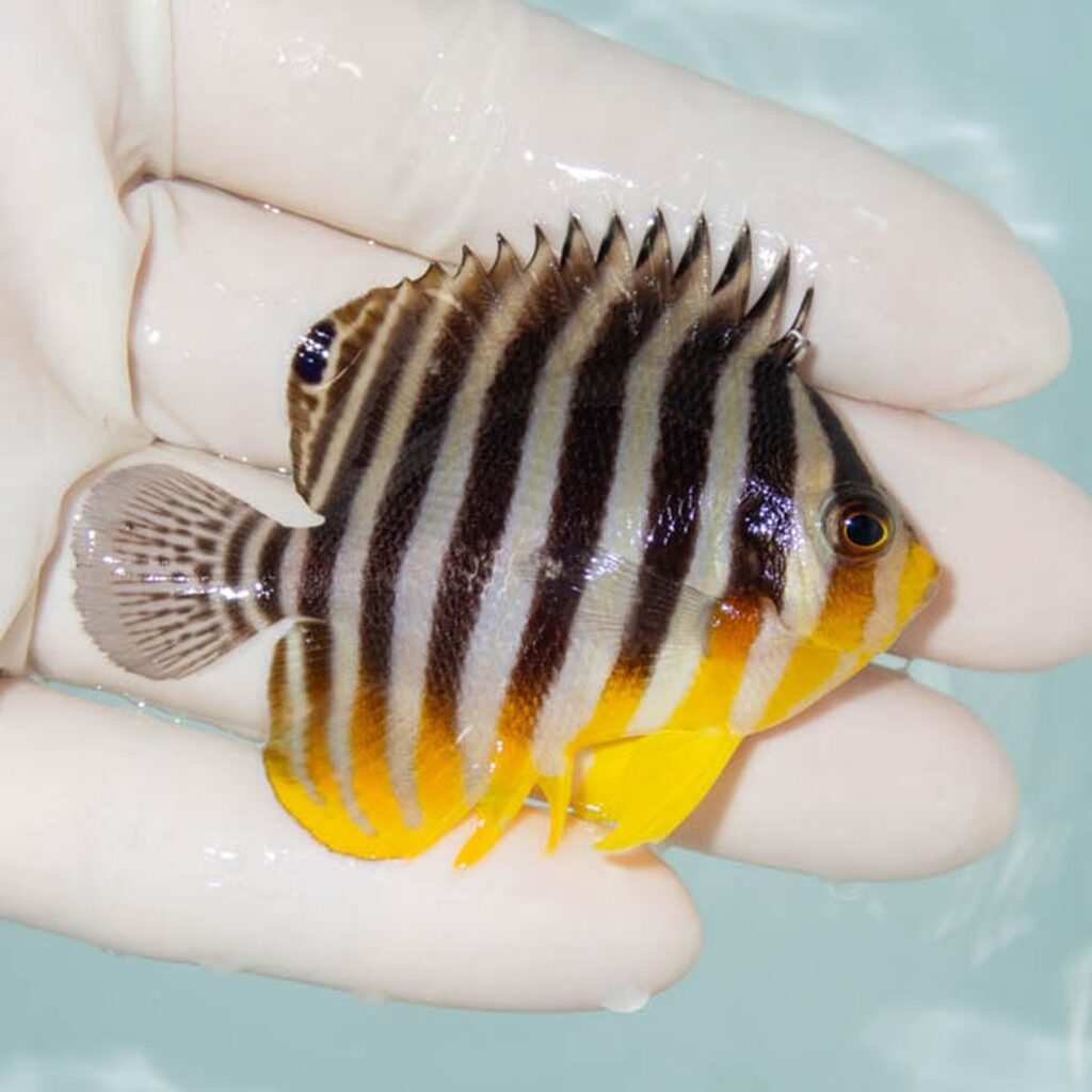 【現物229】シマヤッコ 6cm±! 海水魚 生体 15時までのご注文で当日発送