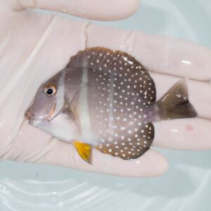 【現物309】ゴマニザ 8cm±! 海水魚 ハギ !15時までのご注文で当日発送【ハギ】