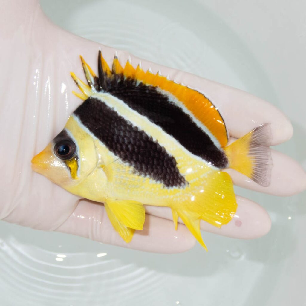 【現物360】インディアンバタフライ 9.5cm±!海水魚 チョウチョウウオ 15時までのご注文で当日発送