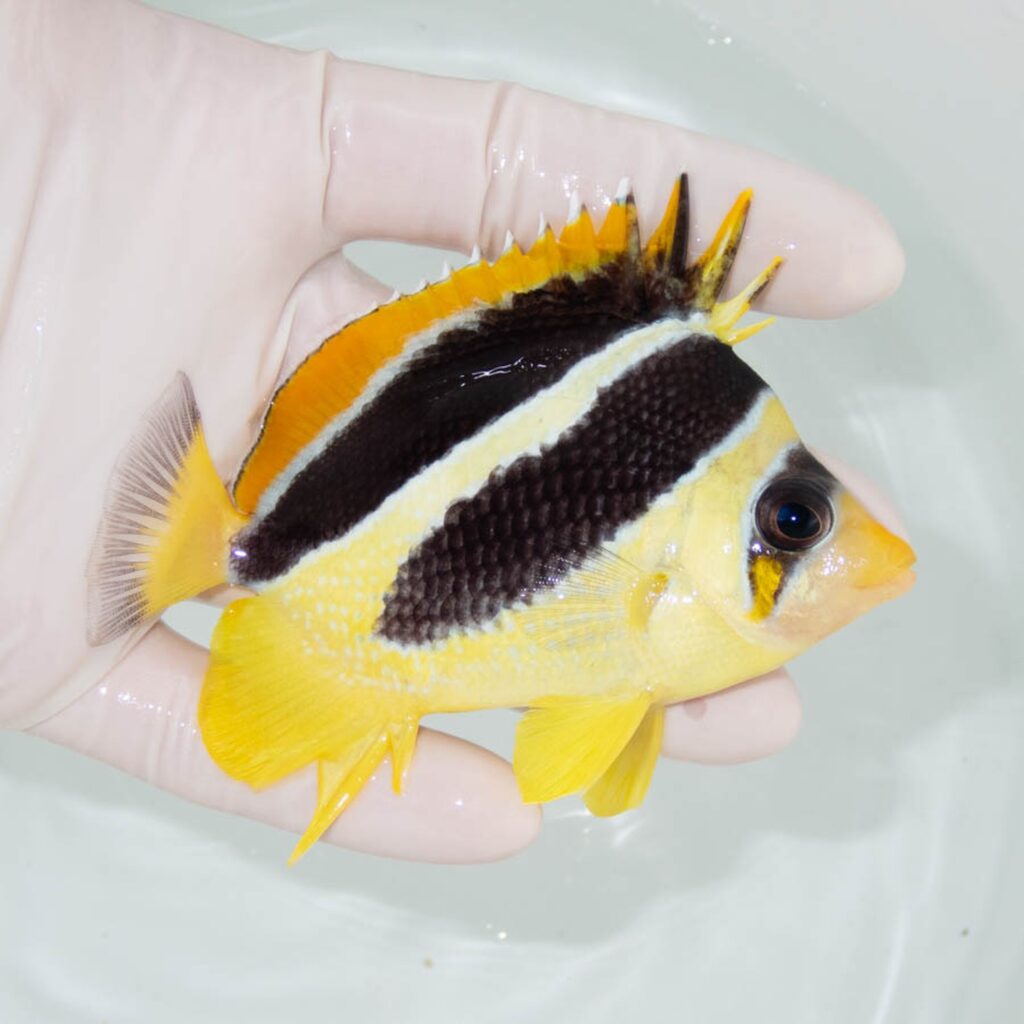 【現物360】インディアンバタフライ 9.5cm±!海水魚 チョウチョウウオ 15時までのご注文で当日発送