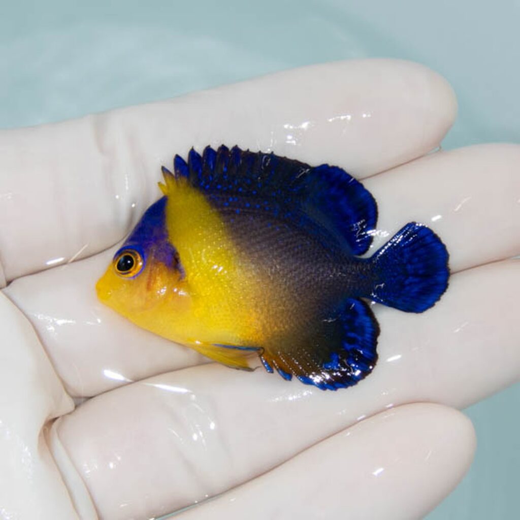 【現物267】スミレヤッコ 4.5cm±! 海水魚 ヤッコ 15時までのご注文で当日発送