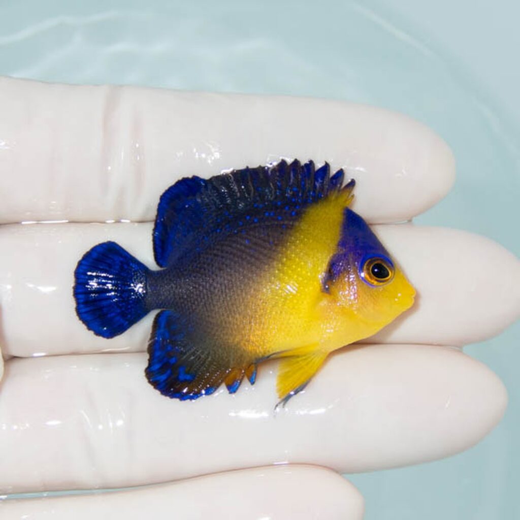 【現物267】スミレヤッコ 4.5cm±! 海水魚 ヤッコ 15時までのご注文で当日発送