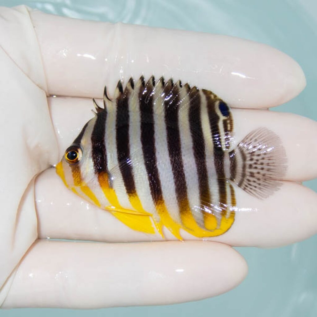 【現物230】シマヤッコ 5.5cm±! 海水魚 生体 15時までのご注文で当日発送