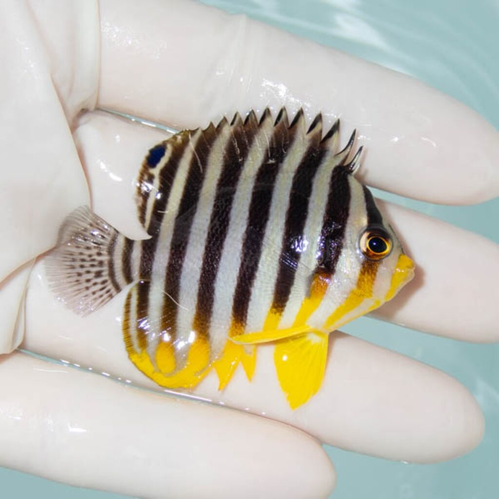 【現物230】シマヤッコ 5.5cm±! 海水魚 生体 15時までのご注文で当日発送