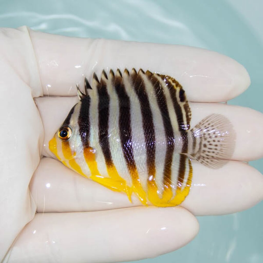 【現物231】シマヤッコ 5.5cm±! 海水魚 生体 15時までのご注文で当日発送