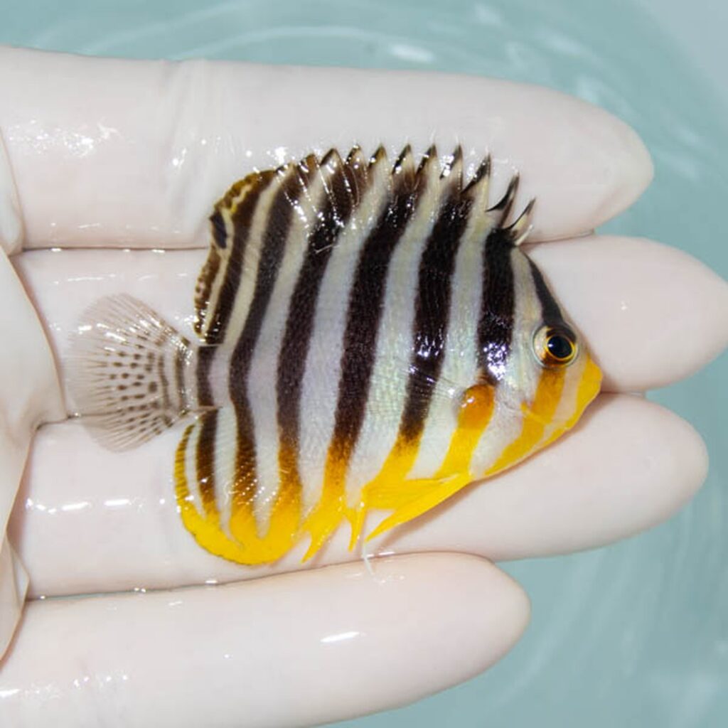 【現物231】シマヤッコ 5.5cm±! 海水魚 生体 15時までのご注文で当日発送