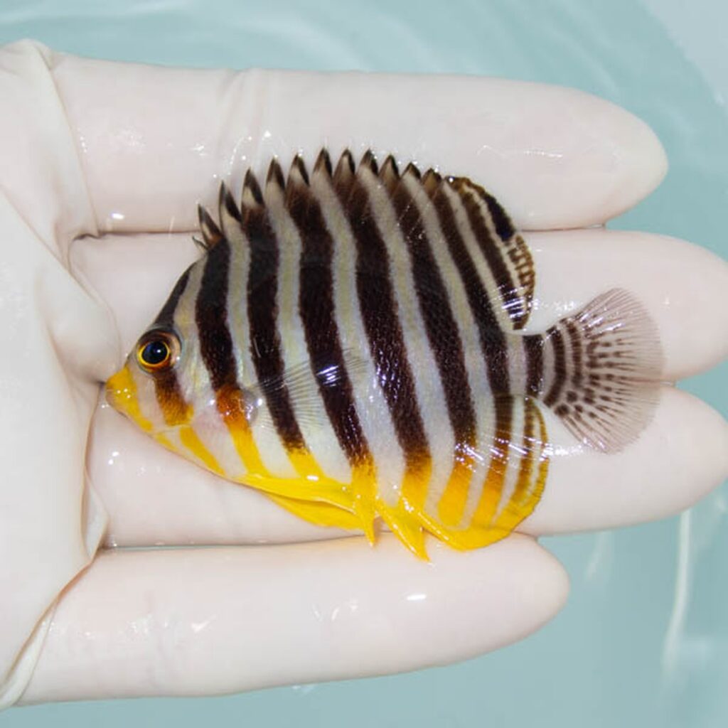 【現物232】シマヤッコ 6cm±! 海水魚 生体 15時までのご注文で当日発送
