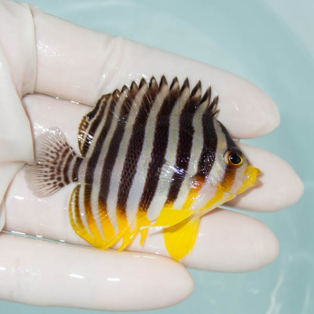【現物232】シマヤッコ 6cm±! 海水魚 生体 15時までのご注文で当日発送