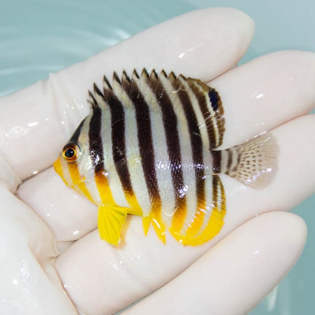 【現物233】シマヤッコ 5cm±! 海水魚 生体 15時までのご注文で当日発送