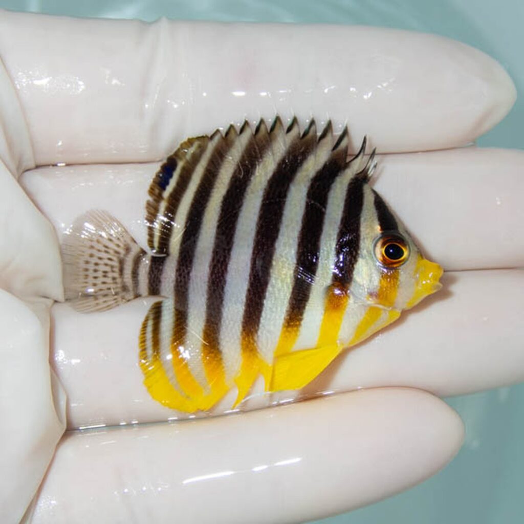 【現物233】シマヤッコ 5cm±! 海水魚 生体 15時までのご注文で当日発送