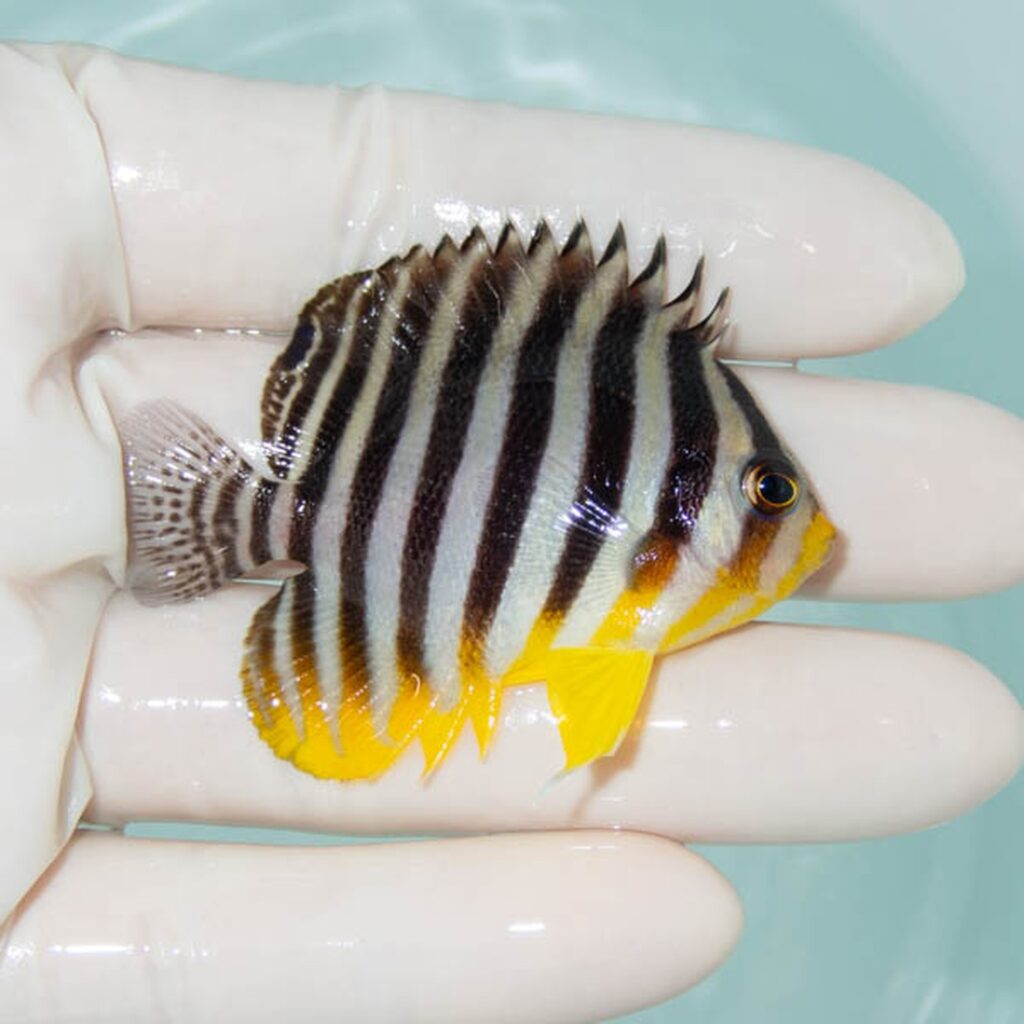 【現物234】シマヤッコ 5.5cm±! 海水魚 生体 15時までのご注文で当日発送