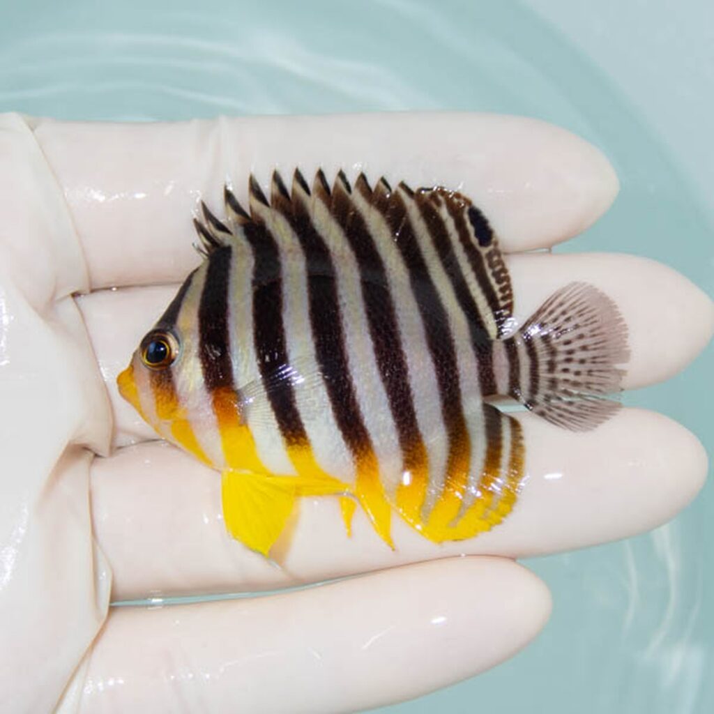 【現物235】シマヤッコ 6cm±! 海水魚 生体 15時までのご注文で当日発送