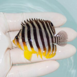 【現物235】シマヤッコ 6cm±! 海水魚 生体 15時までのご注文で当日発送