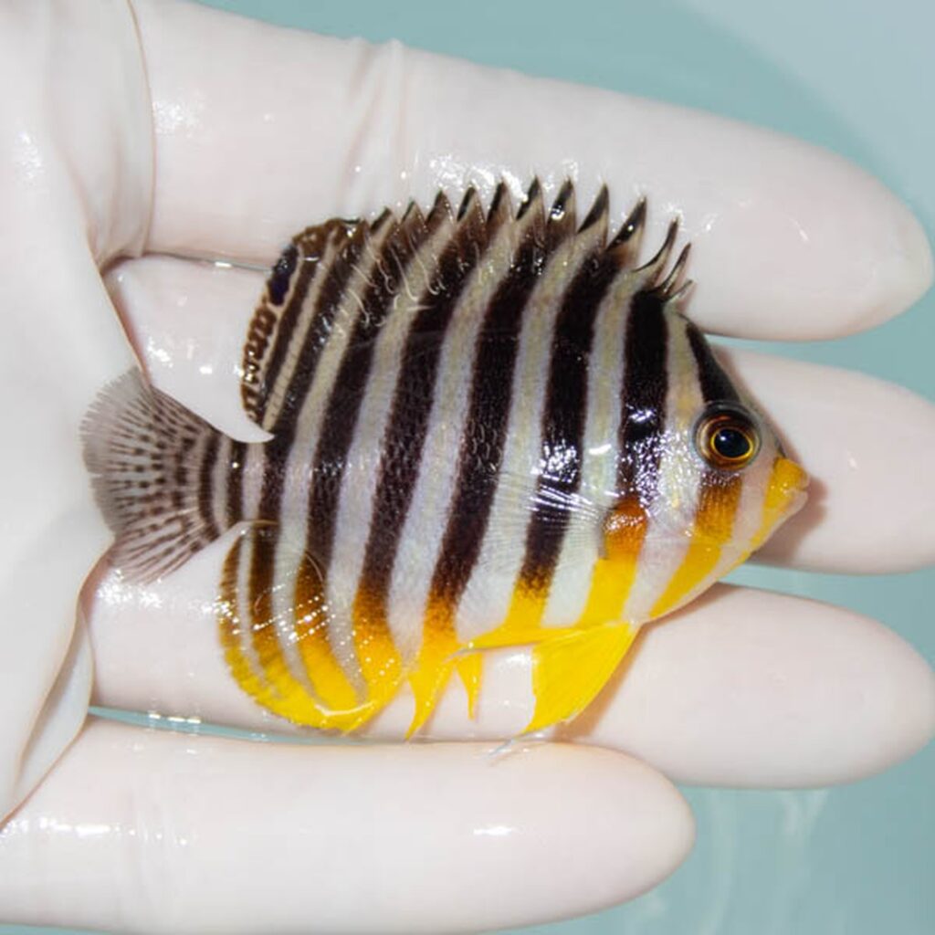 【現物235】シマヤッコ 6cm±! 海水魚 生体 15時までのご注文で当日発送