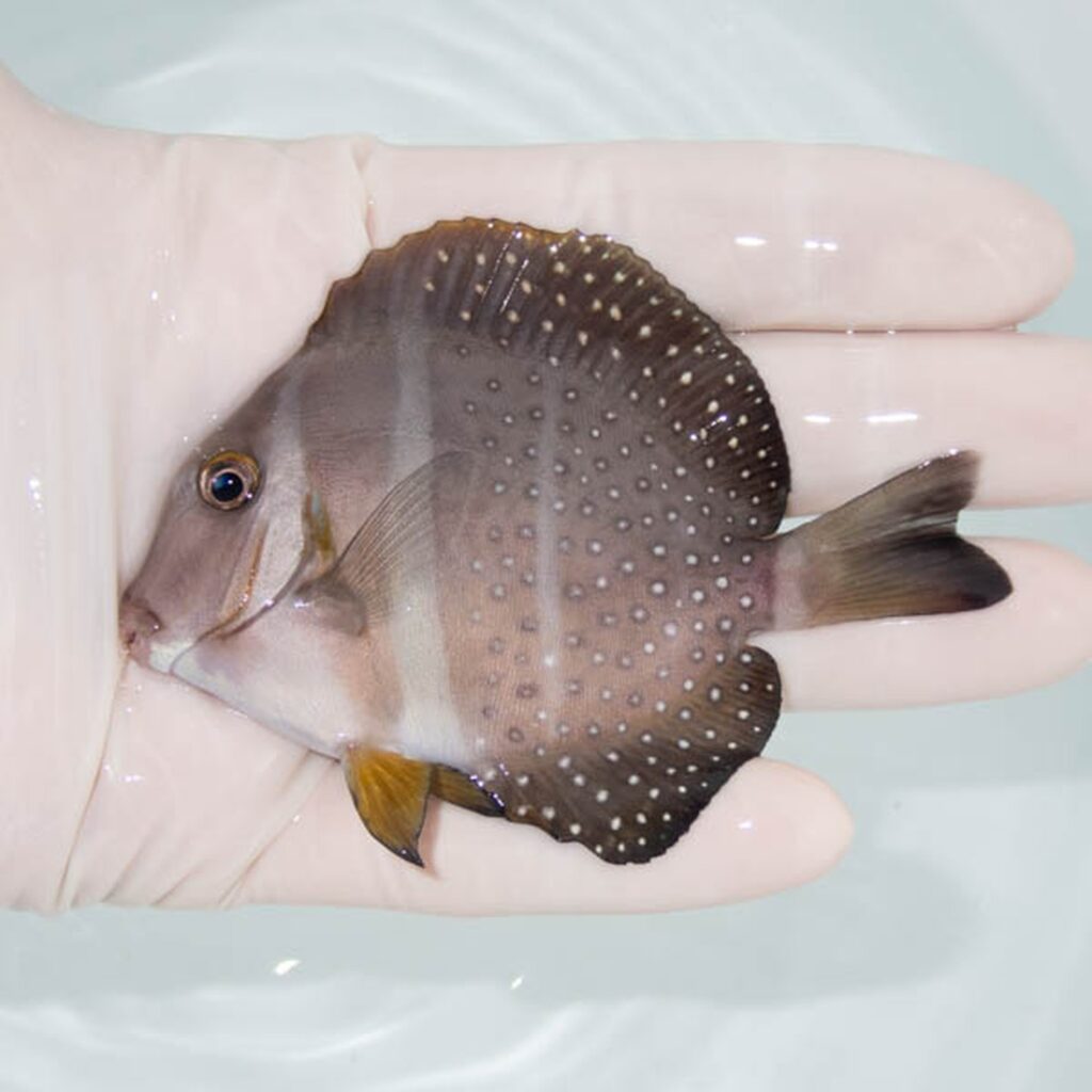 【現物310】ゴマニザ 8.5cm±! 海水魚 ハギ !15時までのご注文で当日発送【ハギ】