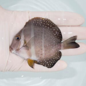 【現物310】ゴマニザ 8.5cm±! 海水魚 ハギ !15時までのご注文で当日発送【ハギ】