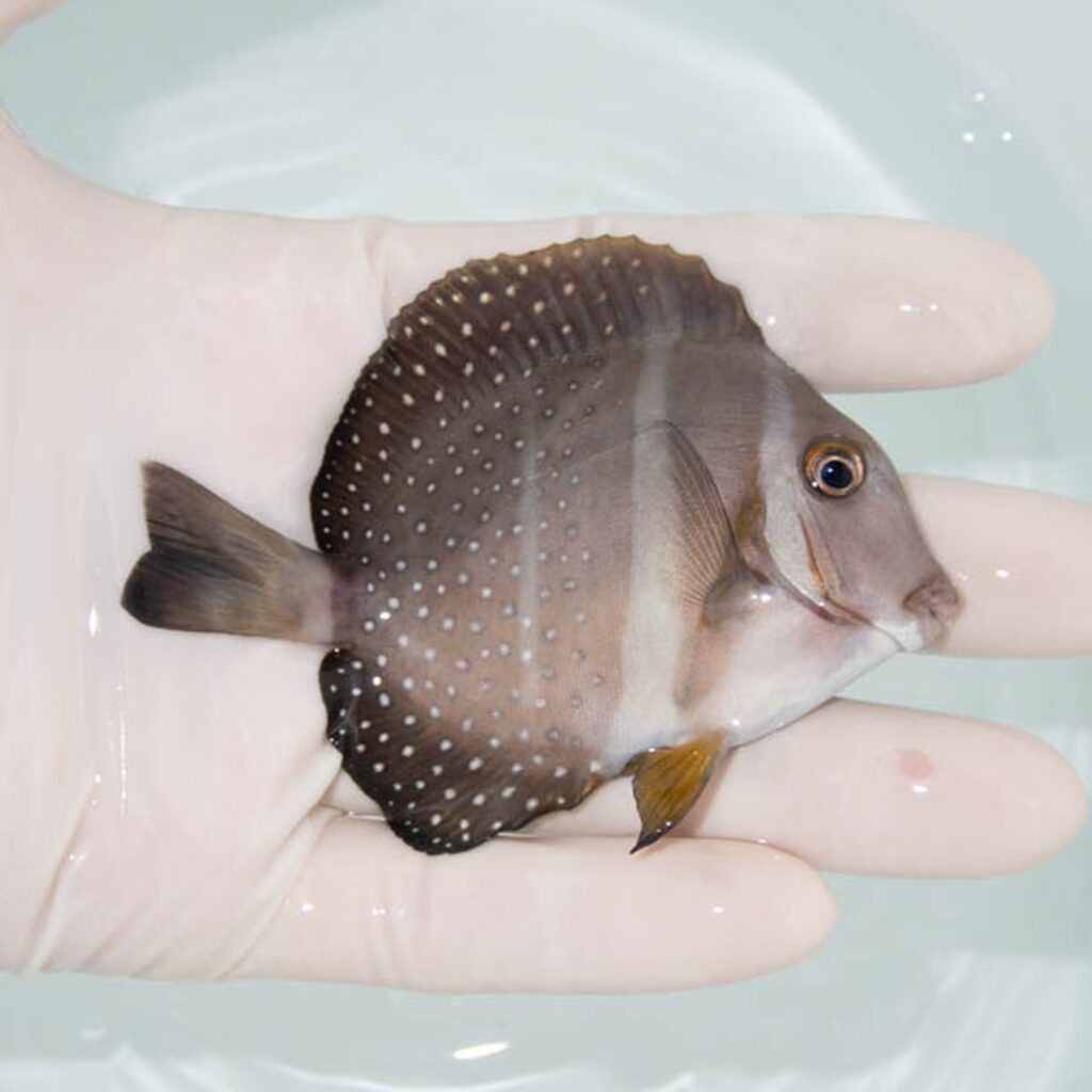 【現物310】ゴマニザ 8.5cm±! 海水魚 ハギ !15時までのご注文で当日発送【ハギ】