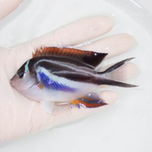 【現物339】ベルスエンゼル♀ （オーネイトエンゼル）10.5cm± !海水 生体 ヤッコ 15時までのご注文で当日発送