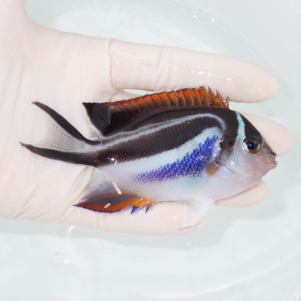 【現物339】ベルスエンゼル♀ （オーネイトエンゼル）10.5cm± !海水 生体 ヤッコ 15時までのご注文で当日発送