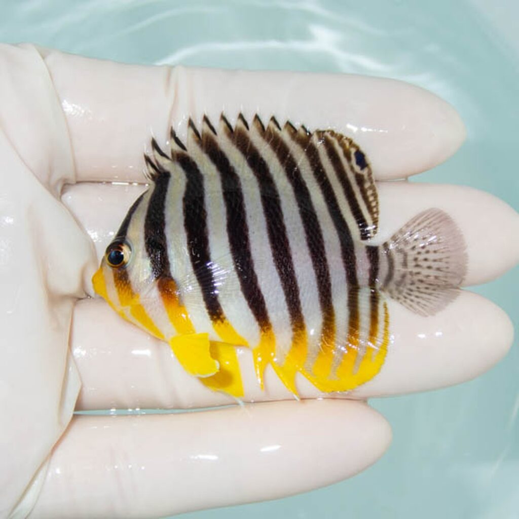【現物236】シマヤッコ 6cm±! 海水魚 生体 15時までのご注文で当日発送
