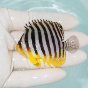 【現物236】シマヤッコ 6cm±! 海水魚 生体 15時までのご注文で当日発送