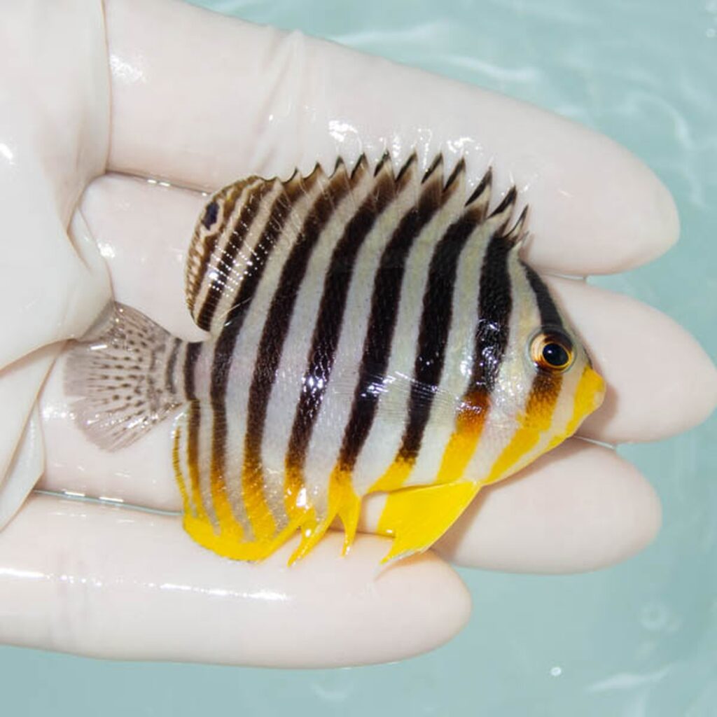 【現物236】シマヤッコ 6cm±! 海水魚 生体 15時までのご注文で当日発送