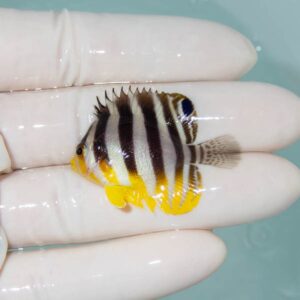 【現物237】シマヤッコ 4cm±! 海水魚 生体 15時までのご注文で当日発送