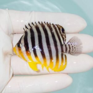 【現物238】シマヤッコ 6cm±! 海水魚 生体 15時までのご注文で当日発送