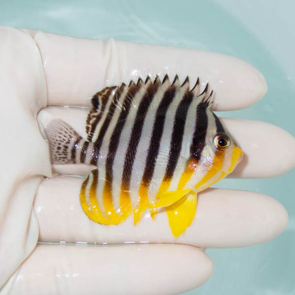 【現物238】シマヤッコ 6cm±! 海水魚 生体 15時までのご注文で当日発送