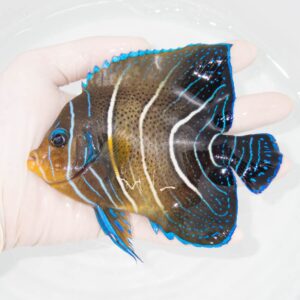 【現物342】サザナミヤッコ 13.5cm± !海水魚 生体 15時までのご注文で当日発送