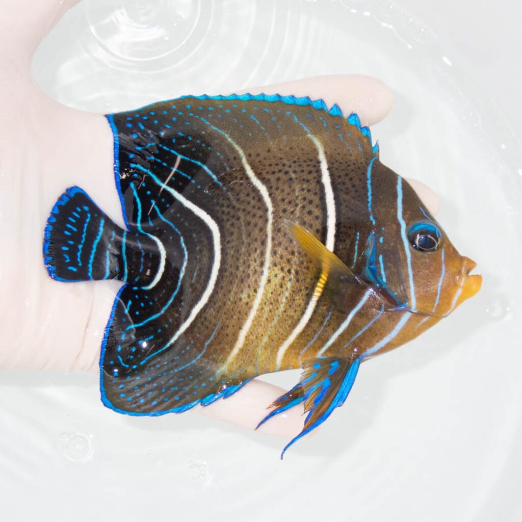 【現物342】サザナミヤッコ 13.5cm± !海水魚 生体 15時までのご注文で当日発送