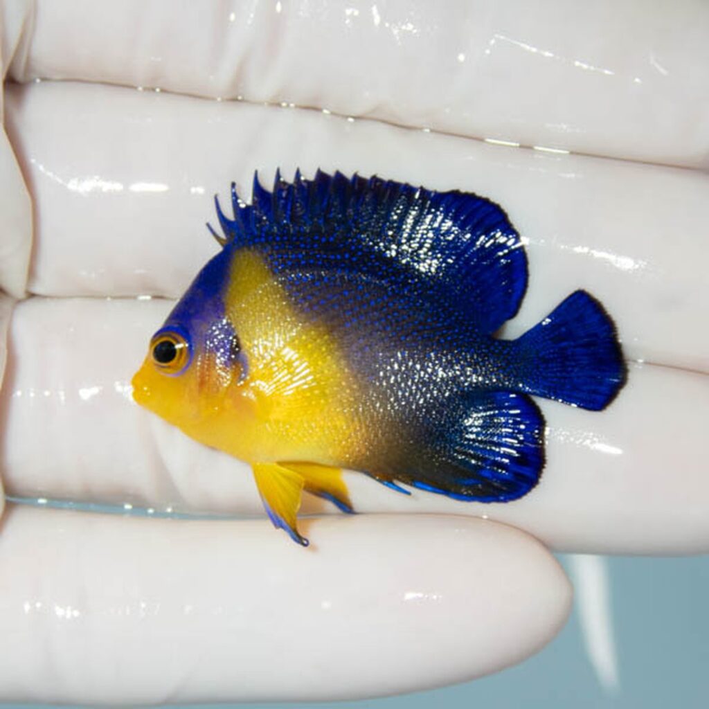 【現物272】スミレヤッコ 4.2cm±! 海水魚 ヤッコ 15時までのご注文で当日発送