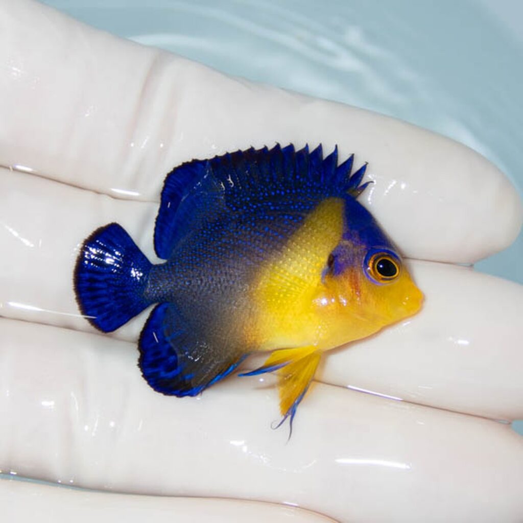 【現物272】スミレヤッコ 4.2cm±! 海水魚 ヤッコ 15時までのご注文で当日発送