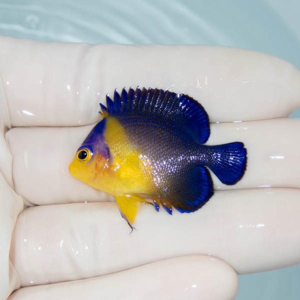 【現物273】スミレヤッコ 4cm±! 海水魚 ヤッコ 15時までのご注文で当日発送