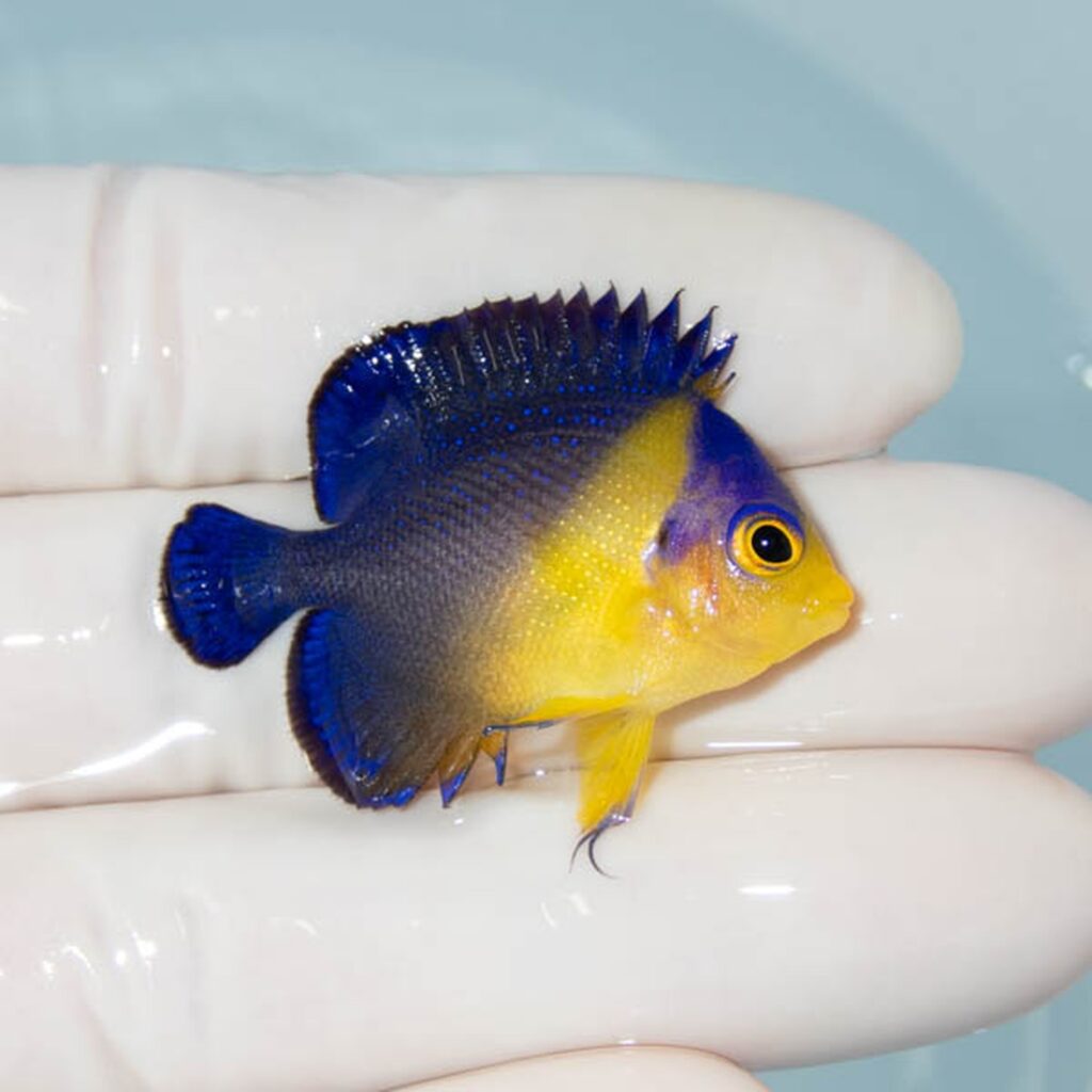 【現物273】スミレヤッコ 4cm±! 海水魚 ヤッコ 15時までのご注文で当日発送