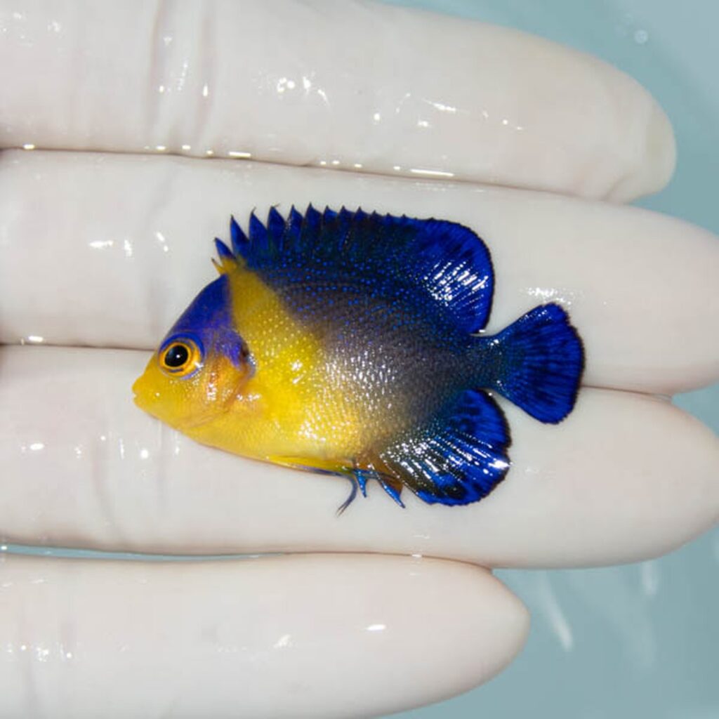 【現物279】スミレヤッコ 4cm±! 海水魚 ヤッコ 15時までのご注文で当日発送