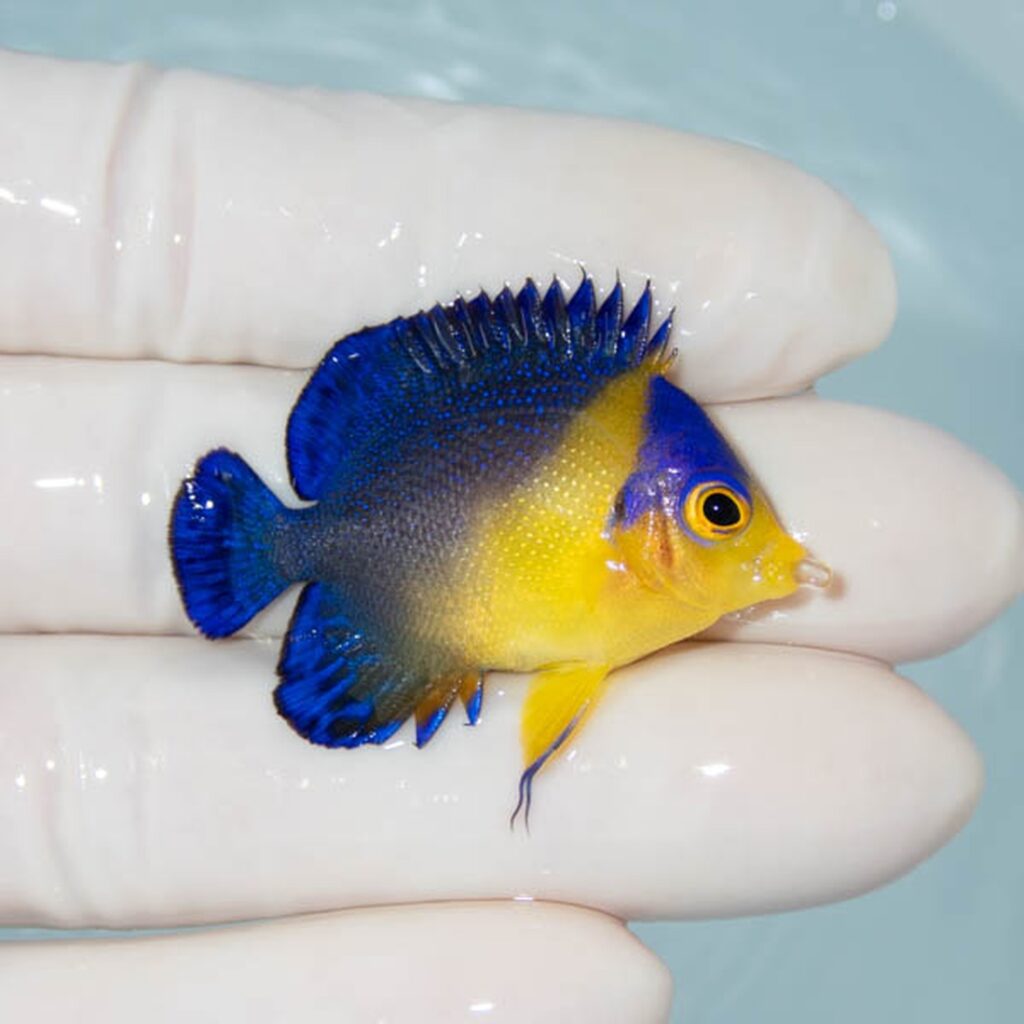 【現物279】スミレヤッコ 4cm±! 海水魚 ヤッコ 15時までのご注文で当日発送