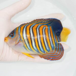 【現物345】ニシキヤッコ 14cm±!海水魚 ヤッコ15時までのご注文で当日発送