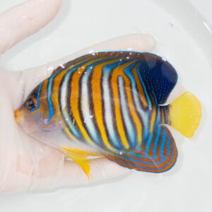 【現物346】ニシキヤッコ 12.5cm±!海水魚 ヤッコ15時までのご注文で当日発送