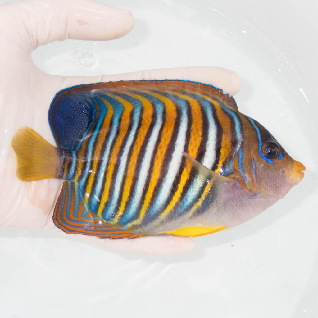 【現物347】ニシキヤッコ 15.5cm±!海水魚 ヤッコ15時までのご注文で当日発送